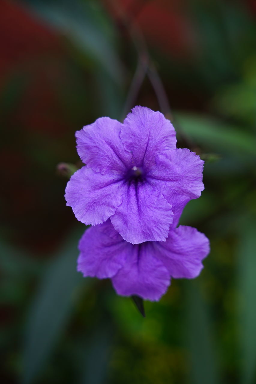 CLOSE-UP OF PURPLE FLOWER PLANT