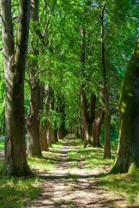 Footpath amidst trees in forest