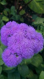 Close-up of purple flower blooming outdoors