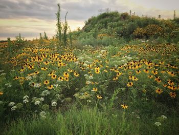 Close-up of yellow flowers growing in field