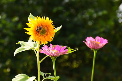 Close-up of pink flowers blooming outdoors
