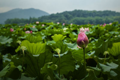 Close-up of pink water lily in garden