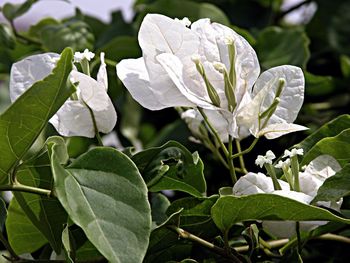 Close-up of plant