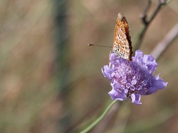 Close-up of butterfly pollinating on purple flower