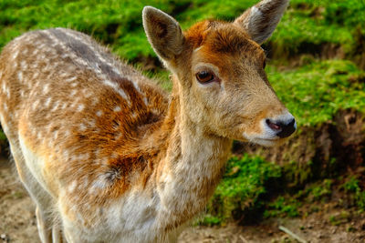 Close-up of deer standing on land