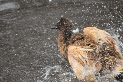 View of a bird in water