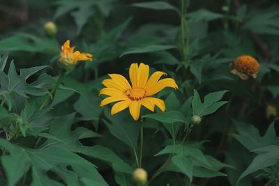 Close-up of yellow flowering plants