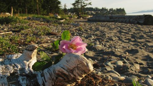 Close-up of flower on beach against sky