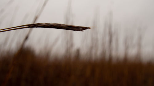 Close-up of stalks against blurred background