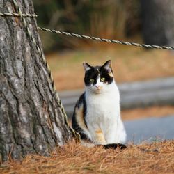 Portrait of a cat