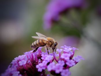 Close-up of bee pollinating on purple flower