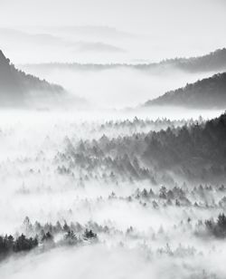 Dreamy mist. peaks of old trees cut light mist. deep valley is full of fog, hills sticking up to sun