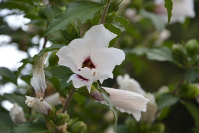 Close-up of white flowers