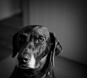 Close-up portrait of dog