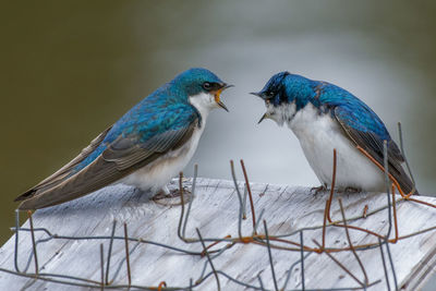 Tree swallows