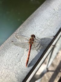 Close-up of dragonfly
