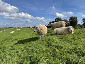 Hay bales in a field