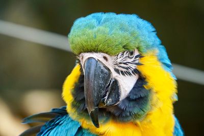 Close-up of a parrot