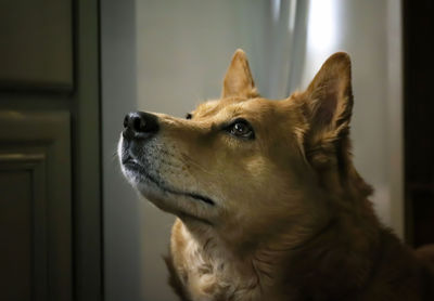 Close-up of a dog looking away at home