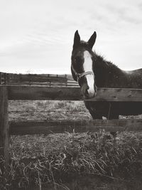 Portrait of horse standing on field against sky