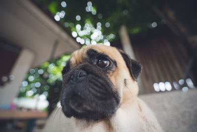 Close-up portrait of a dog