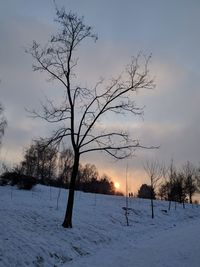 Bare tree on snow covered field against sky