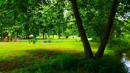 Trees in park