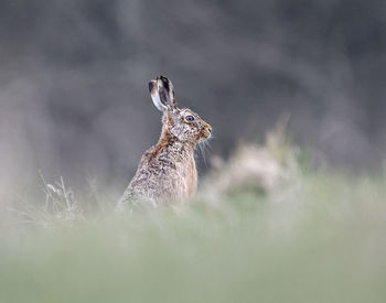 Hare in grass field