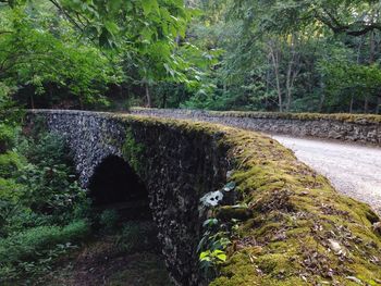 Bridge over river in forest