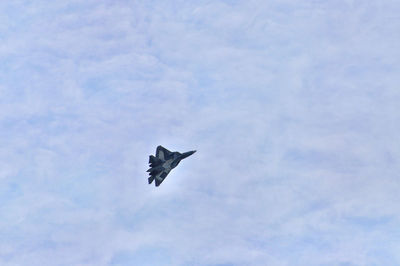 Low angle view of bird flying