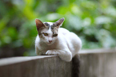 Portrait of cat by railing