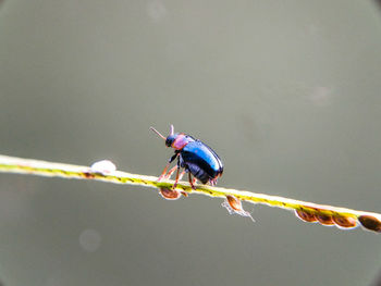 Close-up of insect on stem