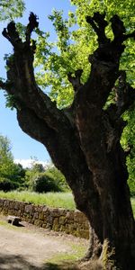 Tree trunk on field against sky