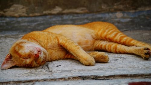 Close-up of ginger cat sleeping on footpath