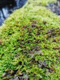 Close-up of moss growing on field