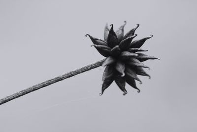 Close-up of flower against clear sky