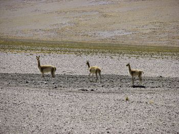 Three vicuna on the roadside. chilean altiplano.
