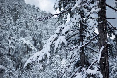 Snow covered trees against sky