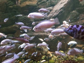 Fish swimming in sea