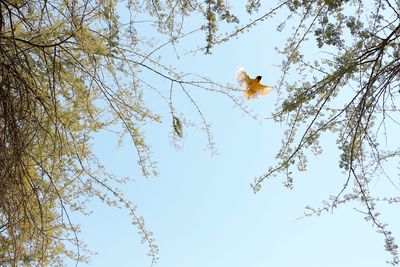 Low angle view of bird perching on branch against sky