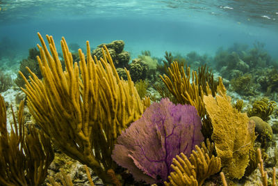 Soft coral in the caribbean 