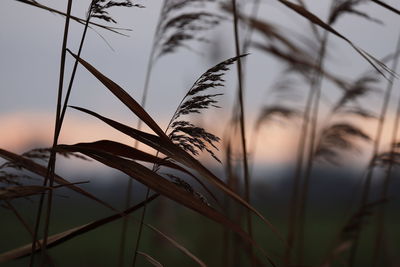 Close-up of silhouette grass against sky during sunset