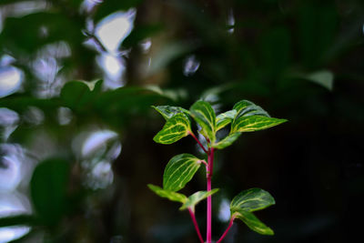 Close-up of small plant