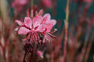 Close-up of water drops on pink flowers