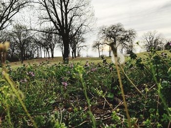 View of flowering plants on field