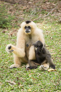 Close-up of monkey on grass