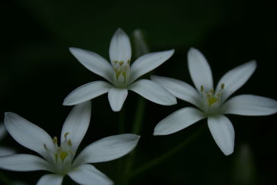 Close-up of white flowers