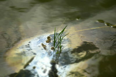 Close-up of turtle swimming in water