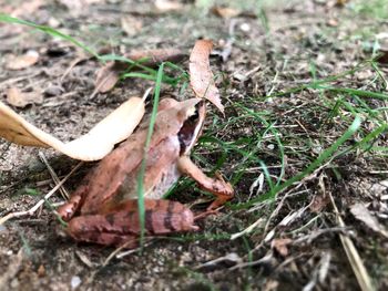 High angle view of lizard on land