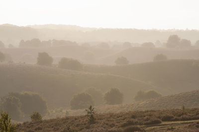 Trees on landscape against sky